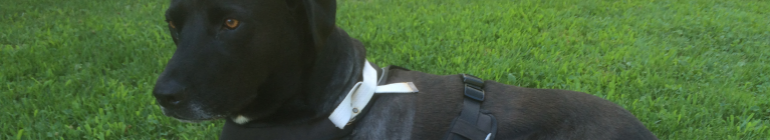 Max a Happy Tripawd